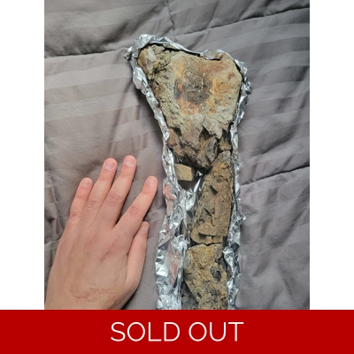 Rare Large Edmontosaurus Hadrosaur Limb Fossil Dinosaur Bone In Jacket